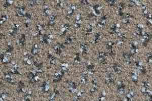 Ковролин Balsan Impression Roll 780 фото  | FLOORDEALER